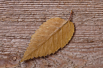 Image showing yellow outumn leaf 