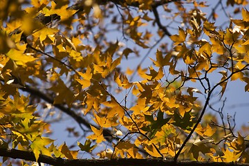 Image showing Maple Leaf