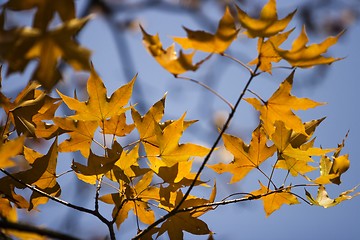 Image showing Maple Leaf