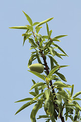 Image showing Almond tree detail