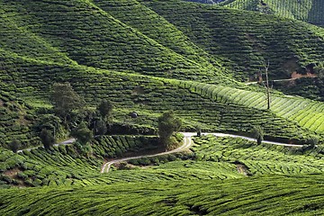 Image showing Tea Plantation