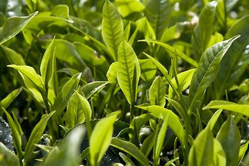 Image showing Tea Plantation