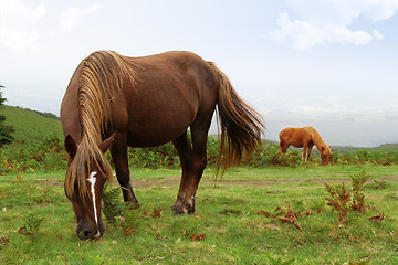 Image showing wild pottok horses