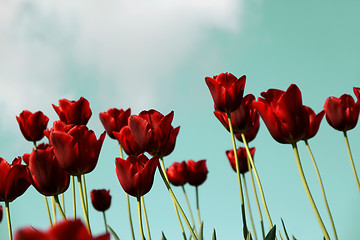 Image showing red tulips field on a blue sky