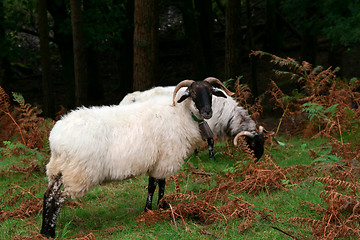Image showing white goats