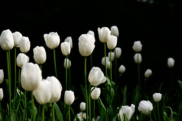 Image showing white tulips in a garde