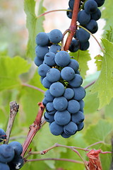Image showing cluster of red grapes