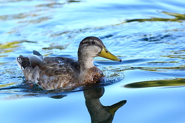 Image showing mallard duck on blue water