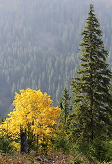 Image showing maple tree in autumn