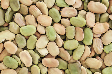 Image showing fava (broad) bean