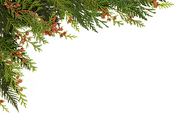 Image showing Cedar Cypress Leaf Border