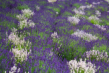 Image showing Lavender field 