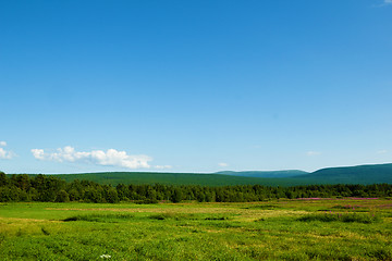 Image showing A field with flowering willow-herb, hills, sky