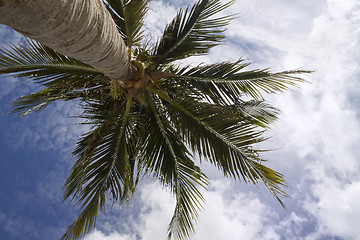 Image showing A Palm Tree