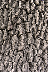 Image showing bark