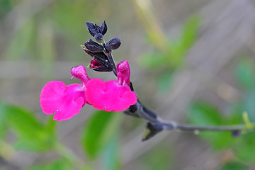 Image showing Salvia microphylla