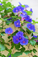 Image showing Morning glory