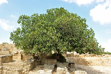 Image showing fig tree