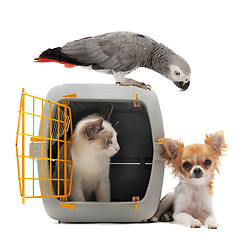 Image showing kitten in pet carrier, parrot and chihuahua