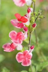 Image showing Salvia microphylla Hot Lips