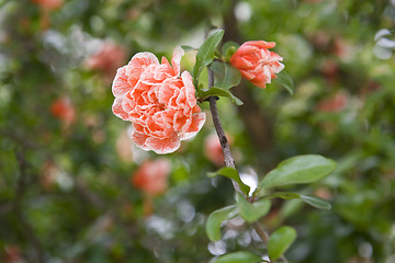 Image showing punica granatum legrelliae