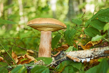 Image showing Cep mushroom, Latin name: Boletus edulis