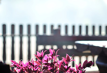 Image showing colorful balcony with flowers