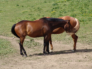 Image showing Horses