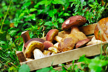 Image showing fresh mushroom food outdoor in nature