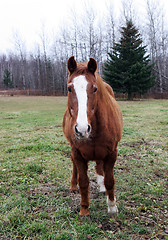 Image showing Brown horse standing in a field