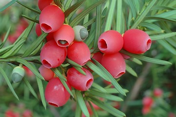 Image showing Yew-tree berries