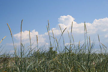 Image showing Seagrass