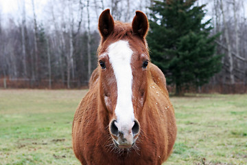 Image showing Brown horse