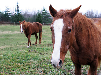 Image showing Horses in a paddock