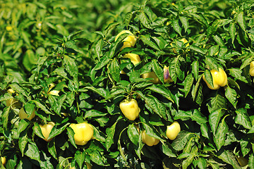 Image showing fresh organic food peppers