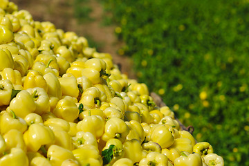 Image showing fresh organic food peppers