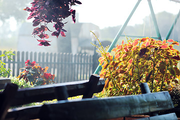 Image showing colorful balcony with flowers