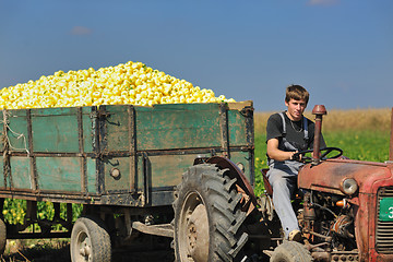 Image showing agriculture worker with fresh vegetables