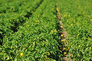 Image showing fresh organic food peppers