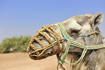 Image showing camel