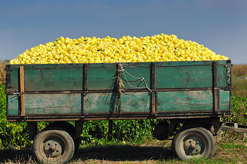 Image showing fresh organic food peppers