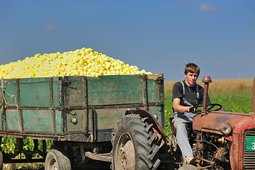 Image showing agriculture worker with fresh vegetables
