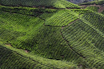 Image showing Tea Plantation