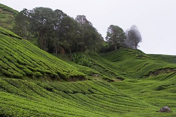 Image showing Tea Plantation