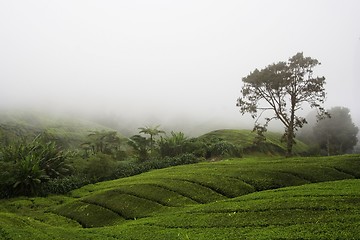 Image showing Tea Plantation