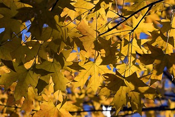 Image showing Maple Leaf