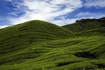 Image showing Tea Plantation