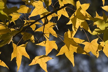 Image showing Maple Leaf