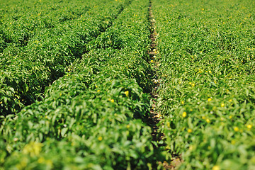 Image showing fresh organic food peppers