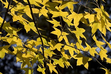 Image showing Maple Leaf